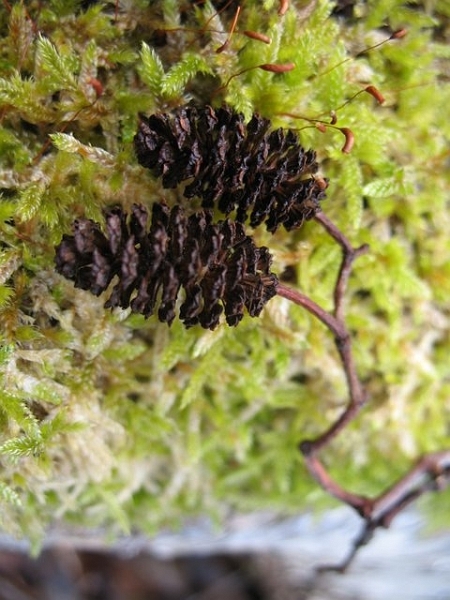 Chatons femellesd'Aulne